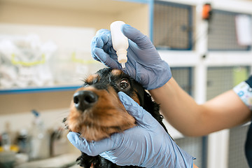 Image showing The medicine, pet care and people concept - dog and veterinarian doctor at vet clinic