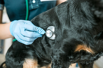 Image showing The medicine, pet care and people concept - dog and veterinarian doctor at vet clinic