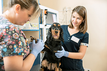 Image showing The medicine, pet care and people concept - dog and veterinarian doctor at vet clinic