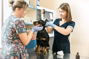 Image showing The medicine, pet care and people concept - dog and veterinarian doctor at vet clinic