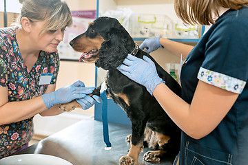 Image showing The medicine, pet care and people concept - dog and veterinarian doctor at vet clinic