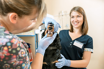Image showing The medicine, pet care and people concept - dog and veterinarian doctor at vet clinic