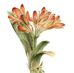 Image showing Hippeastrum flowering plant