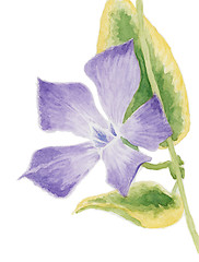 Image showing Lesser periwinkle (Vinca minor, cultivar Aureovariegata)