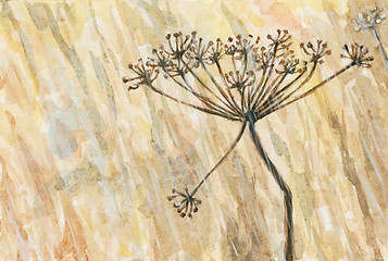 Image showing Umbel of a unspecified plant from Apiaceae (Umbelliferae) family