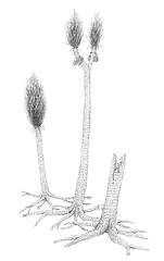 Image showing Drawing of a extinct Carboniferous tree-like plants Sigillaria