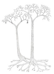 Image showing Drawing of a extinct tree-like plants Lepidodendron