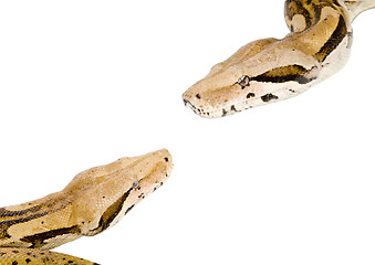 Image showing Boas Meeting