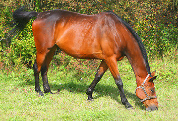 Image showing Brown Horse