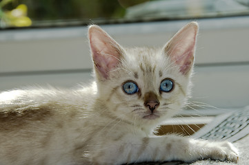 Image showing Kitten