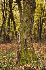 Image showing Tree Trunk Closeup