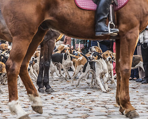 Image showing The Hounds Show