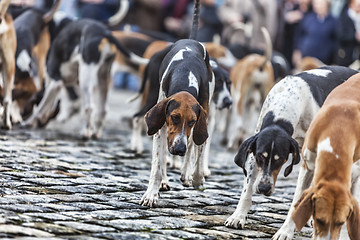 Image showing The Hounds