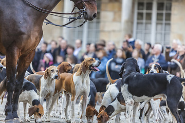 Image showing Portrait of a Hound