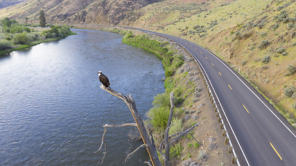 Image showing American Bald Eagle Youth Stands on a Jag Big Bird Watching