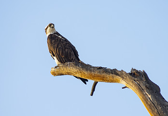 Image showing American Bald Eagle Youth Stands on a Jag Big Bird Watching