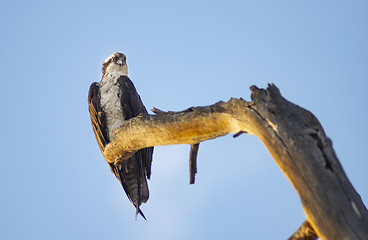 Image showing Juvenile Bald Eagle sitting on tree snag overlooking the river w