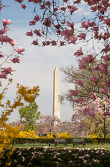 Image showing Washington Monument Surrounded by March Spring Flower Blossoms