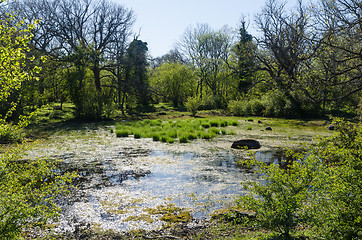 Image showing Small wetland in a forest glade by springtime