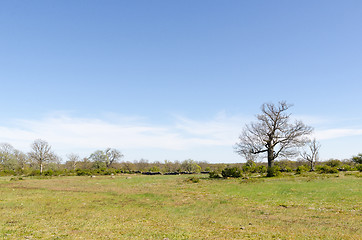 Image showing Open landscape with a big oak tree by springtime