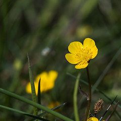 Image showing Sunlit yellow buttercup flower close up