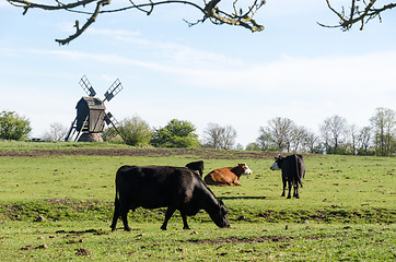 Image showing Grazing cattle in a pastureland with an old wooden windmill