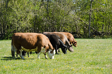 Image showing Grazing cattle line up in a green pastureland