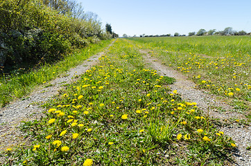 Image showing Blossom yellow dandelions in a low perspective image