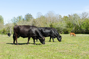 Image showing Idyllic view with grazing cattle in a bright and green pasturela