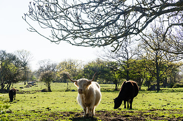 Image showing Cattle in a green pastureland