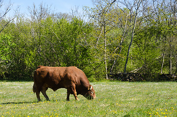 Image showing Alone big bull grazing in a green landscape