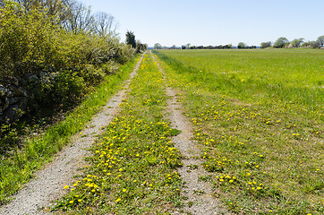 Image showing Yellow dandelions blossom by a country road