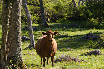 Image showing Curious brown cow in a green forest by springtime