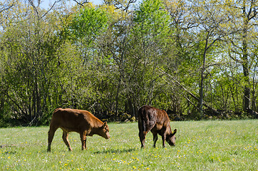 Image showing Calves grazing in a green pastureland with yellow flowers