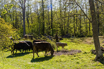 Image showing Grazing cattle in a bright and green forest by spring season
