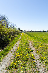 Image showing Beautiful country road with blossom yellow dandelions