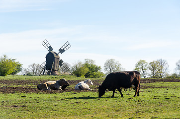 Image showing Peaceful view with grazing cattle by an old windmill