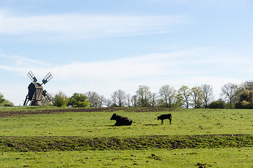 Image showing Cow and calf in a green pastureland with an old traditional wind