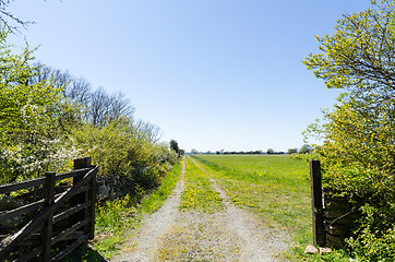 Image showing Open gate to a country road with yellow dandelions