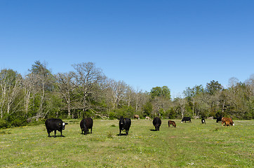 Image showing Peaceful view with grazing cattle by springtime