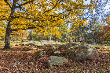 Image showing Autumn Scene in Fontainebleau Forest