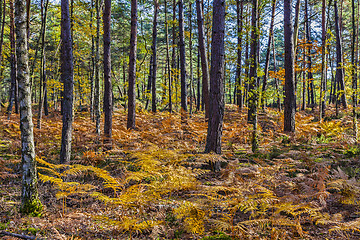 Image showing Autumn Scene in Fontainebleau Forest