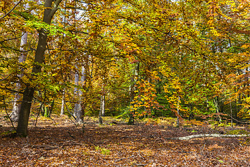 Image showing Yellow Autumn Forest