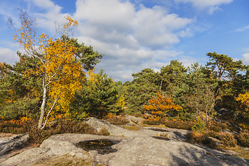 Image showing Forest of Fontainebleau