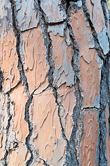 Image showing Pine trunks texture