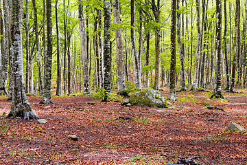 Image showing Woods in Amiata Mountain in spring season, Tuscany