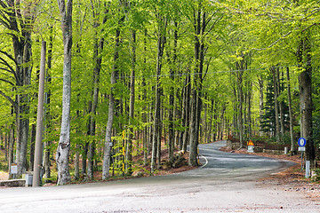 Image showing Woods in Amiata Mountain in spring season, Tuscany