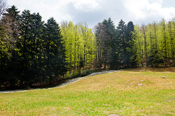 Image showing Trees in Amiata Mountain in spring season, Tuscany