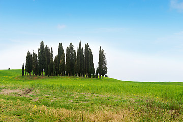 Image showing Beautiful spring minimalistic landscape with Italian Cypress in Tuscany