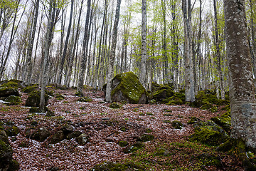 Image showing Woods in Amiata Mountain in spring season, Tuscany